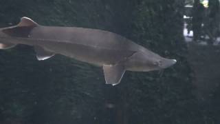 Sterlet sturgeon Fish  Acipenser ruthenus [upl. by Eentirb]