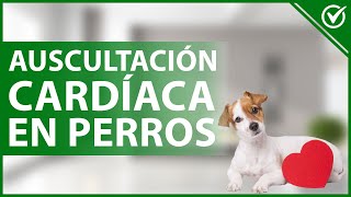 🐩 ¿Cómo se realiza la AUSCULTACIÓN CARDÍACA en perros gatos y otras mascotas 🐩 [upl. by Gnehs]