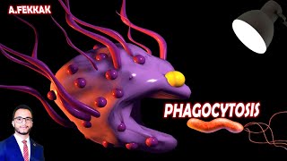 Phagocytosis 3D immune system  Ahmed FEKKAK [upl. by Aiuoqes]