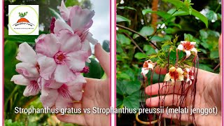 Strophanthus gratus vs Strophanthus preussii melati jenggot [upl. by Atiuqram]