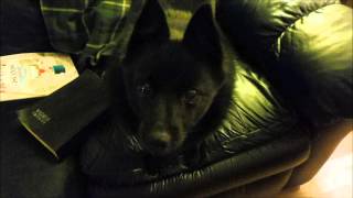 My Schipperke dog understands [upl. by Dib740]