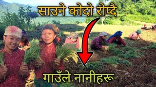 गाउँले नानीहरू सङ्ग कोदो रोप्दा भयो यस्तो रमाइलो [upl. by Aziaf]