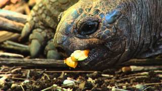 Seychelles Aldabra Giant Tortoises [upl. by Lindahl]