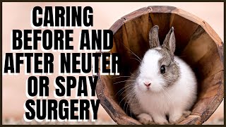 Caring For a Rabbit Before and After Neuter or Spay Surgery [upl. by Araccot109]