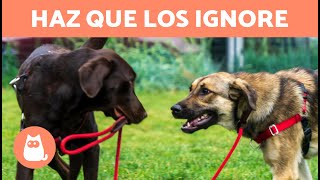 Cómo hacer que mi perro IGNORE a otros PERROS 🐶 4 Consejos [upl. by Shalna551]