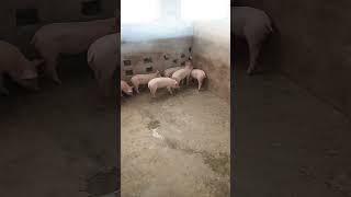 PIG FARMING 🤑 viralshorts shorts pigfacts ytshorts youtubeshorts [upl. by Nohtanhoj555]