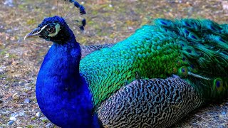 12 Fun Facts About Peacocks 🦚✨ [upl. by Humph116]