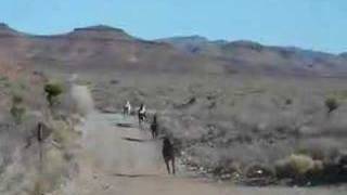 Wild Horse Stampede in Wild Horse Canyon Mojave National Pr [upl. by Siroval]