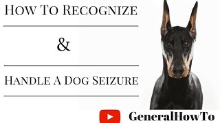 How To Recognize And Handle A Dog Seizure [upl. by Cutlor]