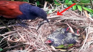 Greater coucal bird brings carnivorous baby foodbirds [upl. by Wrightson]