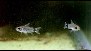 Corydoras hastatus Tail Spot Cory Species Spotlight [upl. by Ragg531]