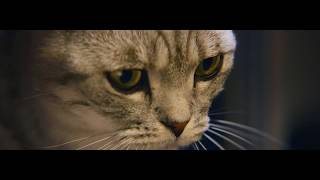 WHISKAS NZ  Feed their curiosity Lamp TV ad [upl. by Arhaz]