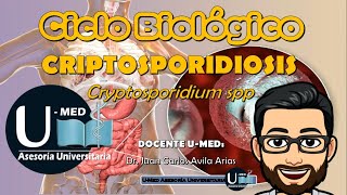 ✔CICLO BIOLÓGICO CRIPTOSPORIDIOSIS [upl. by Hameean]