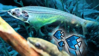 Die neuen Fische sind durchsichtig 😱 [upl. by Anitnegra]