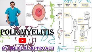 Poliomyelitis  Polio Virus  Virology [upl. by Iyre]