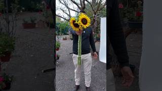 🌻🌻Regalo Girasoles🌻 girasoles 14defebrero plantas flores [upl. by Esnohpla]