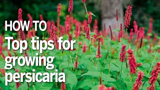 How to grow persicaria [upl. by Nielson]