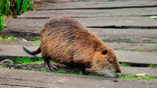 Coipo  Coypu  Nutria Roedora  Myocastor coypus [upl. by Ennaul]