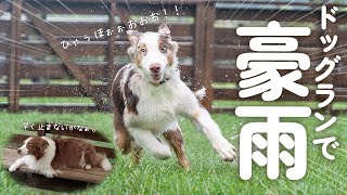 豪雨が降っても全く動じない子犬と雨宿りする先住犬の温度差が凄い笑 [upl. by Aiceila]