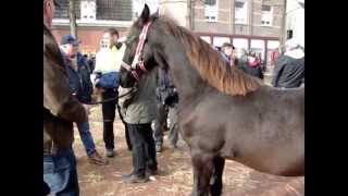 Paardenmarkt Lottum 2012 [upl. by Edana120]