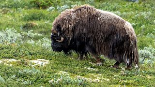 Moschusochse im Dovrefjell Sunndalsfjella Nationalpark 4K [upl. by Sly]