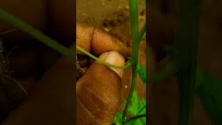 Removing offshoots of bittergourd plant nature satisfying shorts short shortvideo palakkad [upl. by Zebaj284]