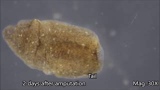 Planaria Regeneration Timelapse [upl. by Deloria]