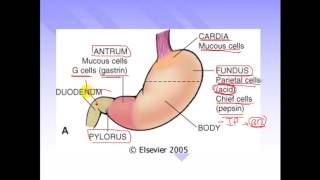 pathology  dr Dhaymaa  Stomach 1  Gastritis amp Peptic ulcers المعده [upl. by Nnahgem908]