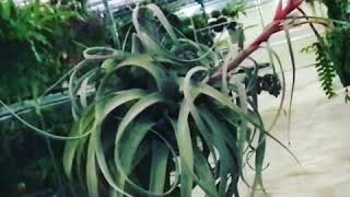 Tillandsia xerographica [upl. by Durman810]