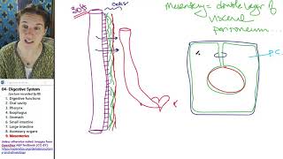 Digestive system 9 Mesenteries [upl. by Aliuqahs]