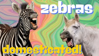 🦓Why Can’t ZEBRAS Be Domesticated [upl. by Arihs]