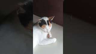 ಚಿಂತಿ ಮಾಡಬ್ಯಾಡ cute cat funny [upl. by Eladnyl]