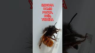 Бджола Осмія Рогата Osmia cornuta Навесні 2024р Female of Mason Bee Megachilidae Kyiv Ukraine [upl. by Theodora]