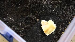 Breeding White Worms Video [upl. by Anileh]