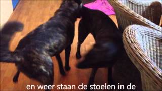 dekking lex en wanda zonder clip jan 2013 [upl. by Queena]