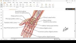 Upper Limb Blood Supply [upl. by Alcot]