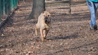 Introducing Your Chinese SharPei to Your Cat  Tips for Success [upl. by Ennazzus]