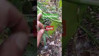 Vanila planifolia hutan klanceng vaniliindonesia [upl. by Soalokin]