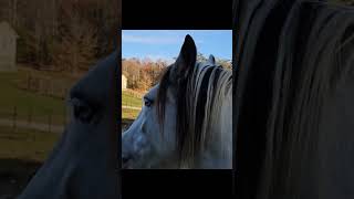 Gypsy Vanner horses at HorsefeathersFarmTNcom [upl. by Meehyr]