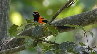 Icterus croconotus  Aves del Amazonas [upl. by Grefer]