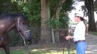 How to Train a Spooky and Unpredictable Horse Part I [upl. by Ayama]