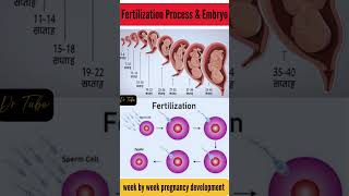 Fertilization process and embryo development  development of embryo from zygote fertilization [upl. by Enajyram]