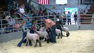 4H Sheep Show 2024 Pt2 [upl. by Keil189]