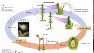 Bryophyte Lifecycle [upl. by Yrreb]