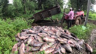 වෙහෙරගලට මාළු වසන්තය 🐟😮 islandfishing Village Fish Market [upl. by Peony]