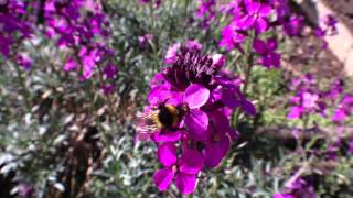 Bowless Mauve a top bee and other pollinators plant [upl. by Nywg]