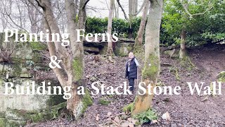 Planting Evergreen Ferns amp building a Dry Stone Wall [upl. by Eisdnil]