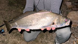 Fishing in Brisbane City with fresh bait  land based sessions that catch decent fish [upl. by Anyah]