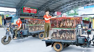 Harvesting 150 Quails Goes To Countryside Market Sell  Buy 100 Chicks To Raise  Free Bushcraft [upl. by Sung714]