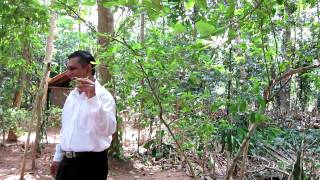 Coca Leaf in Sri Lanka Spice Forest [upl. by Piks]